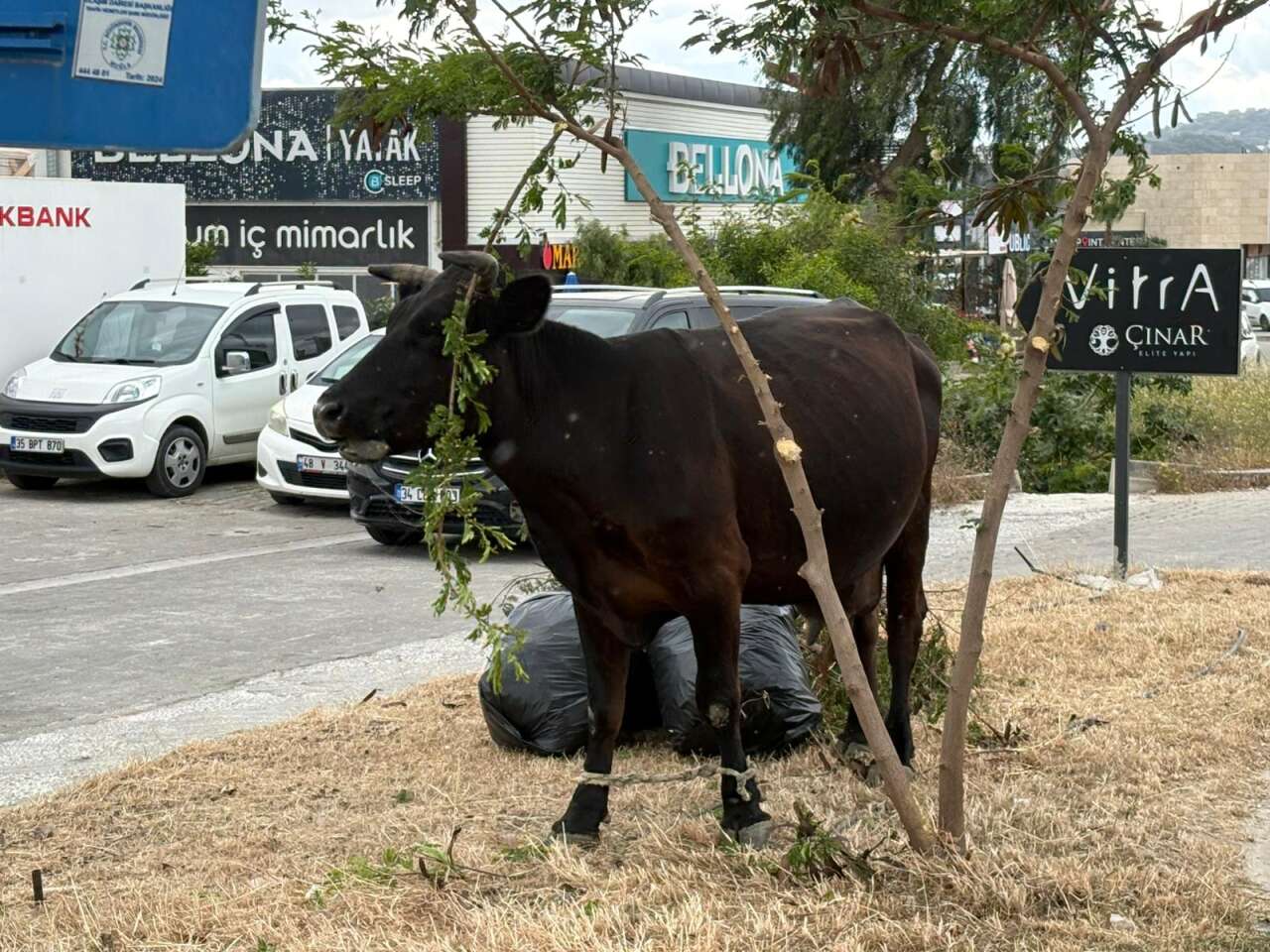 Muğla’da Başıboş İnekler Kazaya Neden Oldu 4